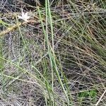 Hesperantha petitiana leaf picture by susan brown (cc-by-sa)