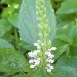 Teucrium vesicarium flower picture by Trap Hers (cc-by-sa)