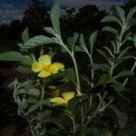 Turnera scabra habit picture by Nelson Zamora Villalobos (cc-by-nc)