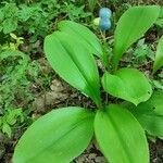 Clintonia borealis habit picture by Bergie (cc-by-sa)