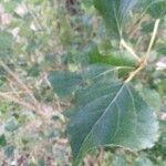 Populus alba leaf picture by Carmen Carmen Clemente (cc-by-sa)