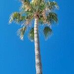 Washingtonia filifera flower picture by Radomił Binek (cc-by-sa)