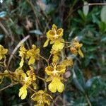 Oncidium ornithorhynchum flower picture by Gabriel OLLIVIER (cc-by-sa)