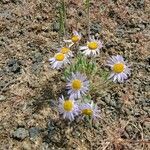 Erigeron pumilus flower picture by Michael Finch (cc-by-sa)