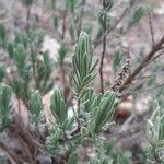 Lavandula stoechas leaf picture by Louis Aureglia (cc-by-sa)