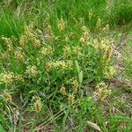 Plantago alpina habit picture by Alain Bigou (cc-by-sa)