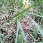 Linaria vulgaris habit picture by AniaCh86 (cc-by-sa)