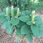 Phytolacca acinosa habit picture by birgit krack (cc-by-sa)