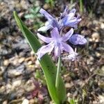 Scilla monophyllos flower picture by Manuel Barón (cc-by-sa)