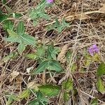 Linaria triornithophora habit picture by Sarami (cc-by-sa)