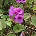 Ipomoea asarifolia flower picture by Nascimento João (cc-by-sa)