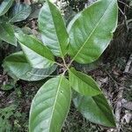 Magnolia polyhypsophylla leaf picture by Uribe Toro (cc-by-sa)