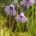 Soldanella alpina flower picture by Martin Svoboda (cc-by-sa)