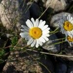 Leucanthemum monspeliense flower picture by Jordan Galli (cc-by-sa)