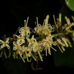 Panopsis costaricensis flower picture by Nelson Zamora Villalobos (cc-by-nc)