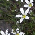 Arenaria grandiflora habit picture by jeclerencia (cc-by-sa)