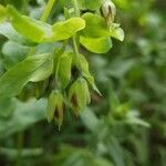 Cerinthe glabra flower picture by Béatrice Escande (cc-by-sa)