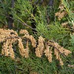 Tamarix africana fruit picture by Martin Bishop (cc-by-sa)