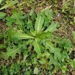 Hypochaeris glabra leaf picture by fort mill (cc-by-sa)