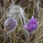 Pulsatilla grandis flower picture by Kamil Ruzicka (cc-by-sa)