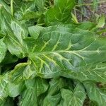 Arum italicum leaf picture by camille savary (cc-by-sa)