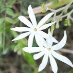 Jasminum fluminense flower picture by Trap Hers (cc-by-sa)