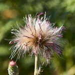 Cirsium dissectum fruit picture by Aurélia et JChris Courte-Barbary (cc-by-sa)