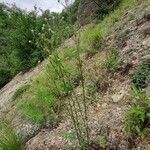 Erigeron acris habit picture by Daniel Bourget (cc-by-sa)