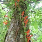 Columnea hirta flower picture by SINAC Pérez Greivin (cc-by-sa)