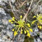 Allium flavum flower picture by Pierre Bansse (cc-by-sa)