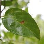 Mussaenda arcuata leaf picture by J. Champ (cc-by-sa)