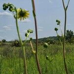 Silphium terebinthinaceum flower picture by Len Stafford (cc-by-sa)