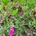 Lathyrus tuberosus habit picture by Maciej Ł (cc-by-sa)