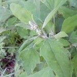 Chenopodium album fruit picture by Ludovic Lavigne (cc-by-sa)