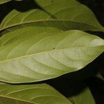 Nectandra belizensis leaf picture by Nelson Zamora Villalobos (cc-by-nc)