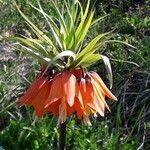 Fritillaria imperialis flower picture by harald (cc-by-sa)