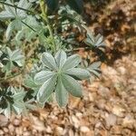 Lupinus albifrons leaf picture by Logan Bleeg (cc-by-sa)