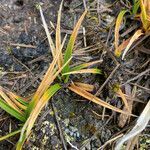 Carex tamana leaf picture by Fabien Anthelme (cc-by-sa)