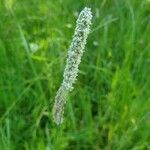 Phleum pratense flower picture by Benoît Nennig (cc-by-sa)