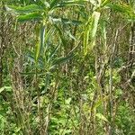 Solanum glaucophyllum habit picture by Trap Hers (cc-by-sa)