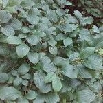 Cornus sanguinea habit picture by Florent Beck (cc-by-sa)