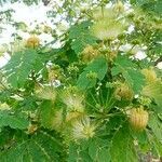 Albizia lebbeck flower picture by Ankit Pathak (cc-by-sa)