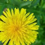 Taraxacum campylodes flower picture by Kenneth Hellström (cc-by-sa)