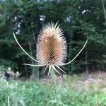 Dipsacus laciniatus fruit picture by Claire Sauvadet (cc-by-sa)