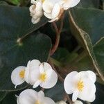 Begonia curtii flower picture by Lorenzi Harri (cc-by-sa)