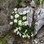 Hornungia alpina habit picture by Seral Daniel (cc-by-sa)