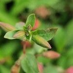 Clarkia unguiculata leaf picture by Rico Mende (cc-by-sa)