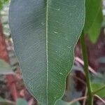 Eucalyptus robusta leaf picture by Nathalie Potel (cc-by-sa)