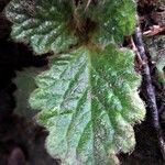 Ramonda myconi leaf picture by Denis Bastianelli (cc-by-sa)