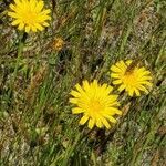 Microseris laciniata flower picture by Daniel Shyles (cc-by-sa)